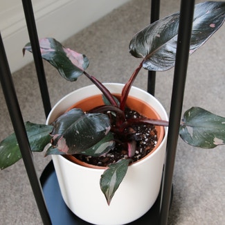 Pink Princess Philodendron plant in Cheltenham, England