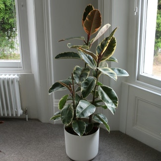 Variegated Rubber Tree plant in Cheltenham, England