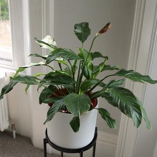 Peace Lily plant in Cheltenham, England