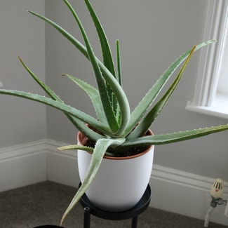 Aloe Vera plant in Cheltenham, England