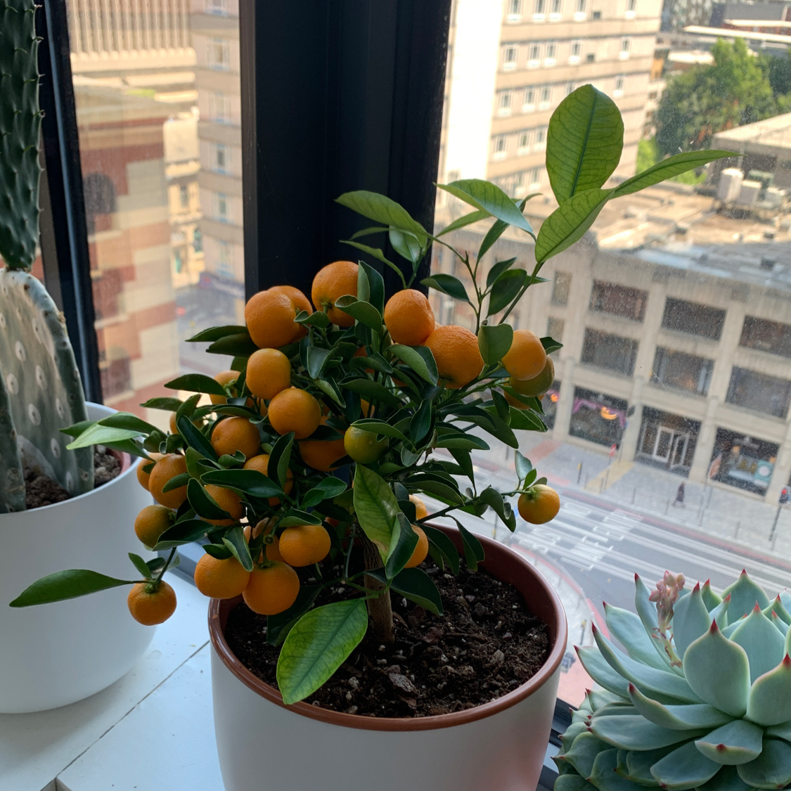 Healthy Oval kumquat plant with orange fruits in a pot near a window.