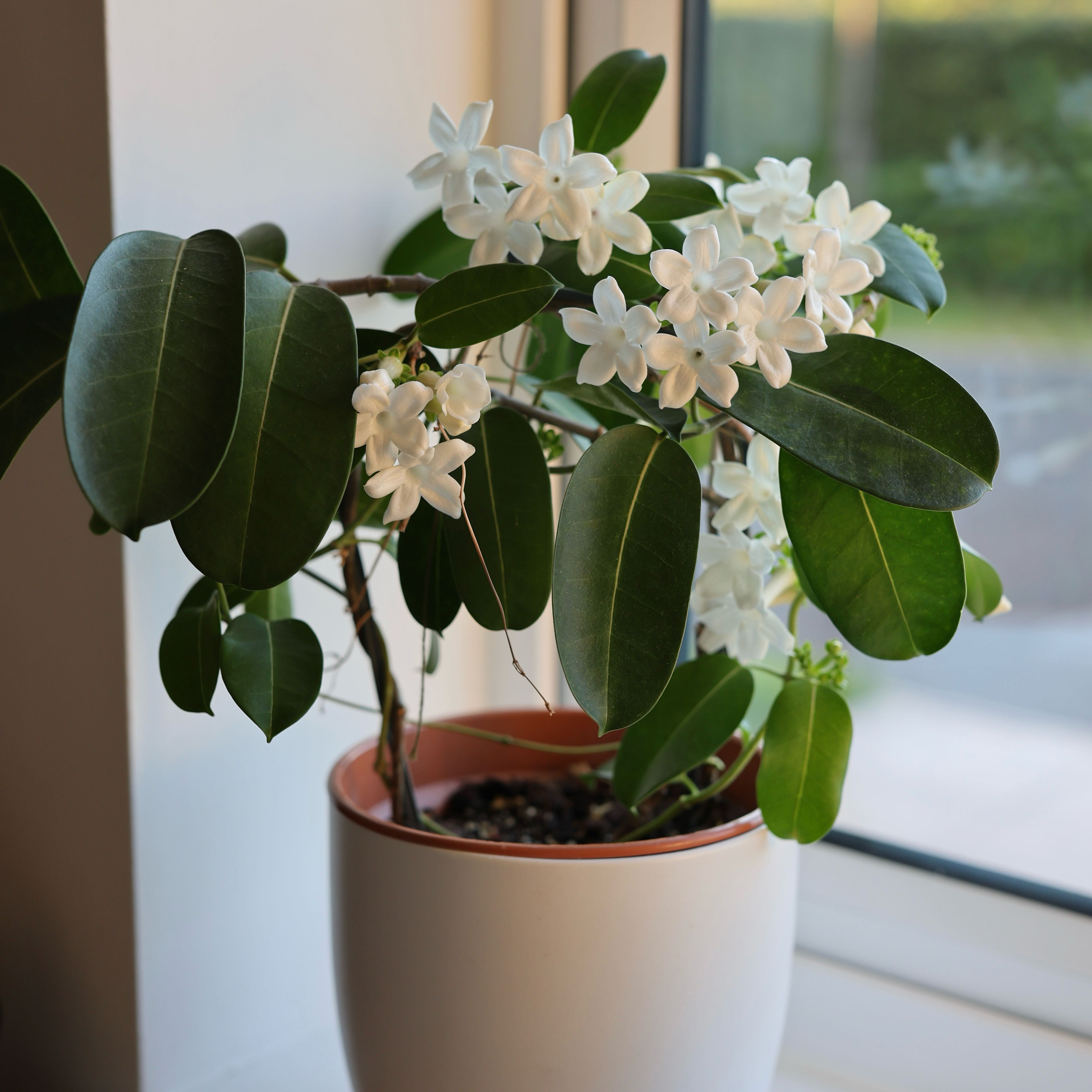 Photo of the plant species White Jasmine by @Dorotadrz named Taylor Swift on Greg, the plant care app