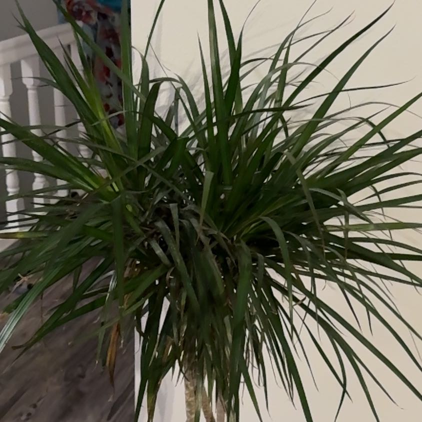 Photo of the plant species Draceana marginata by @TitanicWoreya92 named Beyonce on Greg, the plant care app