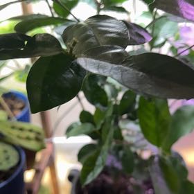 Photo of the plant species Asian Snow Jasmine by @BuffCaperspurge named Sol on Greg, the plant care app