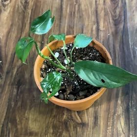 Photo of the plant species Monstera Luniata by @BuffCaperspurge named Orlando Bloom on Greg, the plant care app