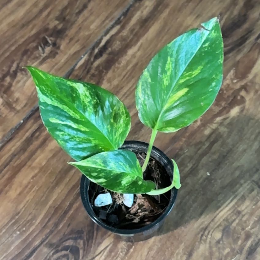 Photo of the plant species Giant Hawaiian pothos by @BuffCaperspurge named Maui on Greg, the plant care app