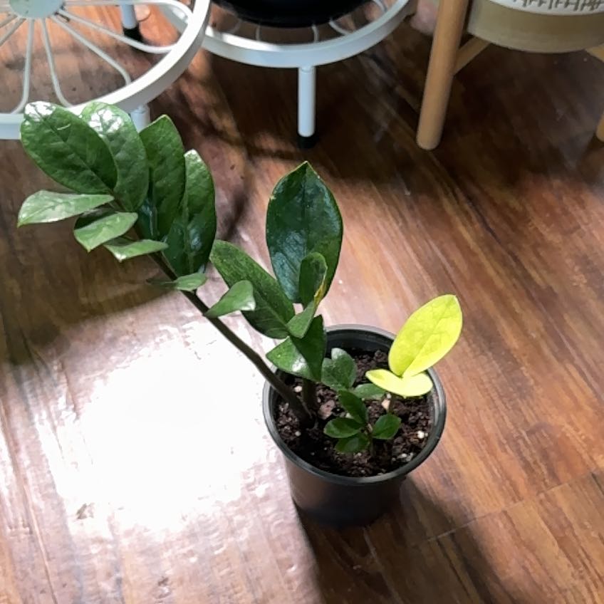 Plant care for ZZ Plant Variegated on Greg, the plant care app