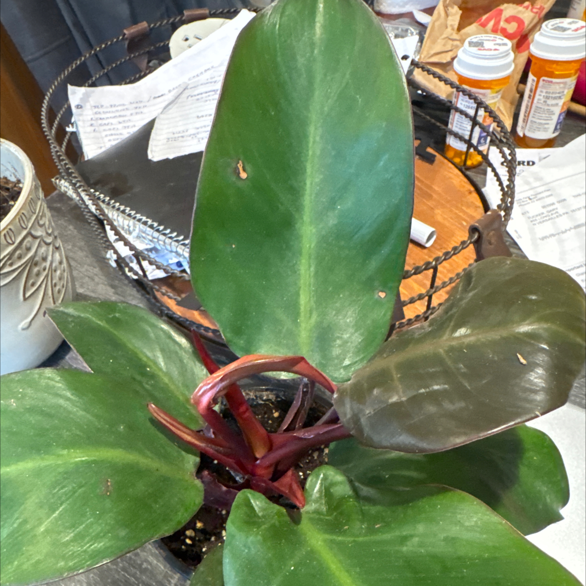 Photo of the plant species Philodendron New Red by @BuffCaperspurge named Rainier on Greg, the plant care app