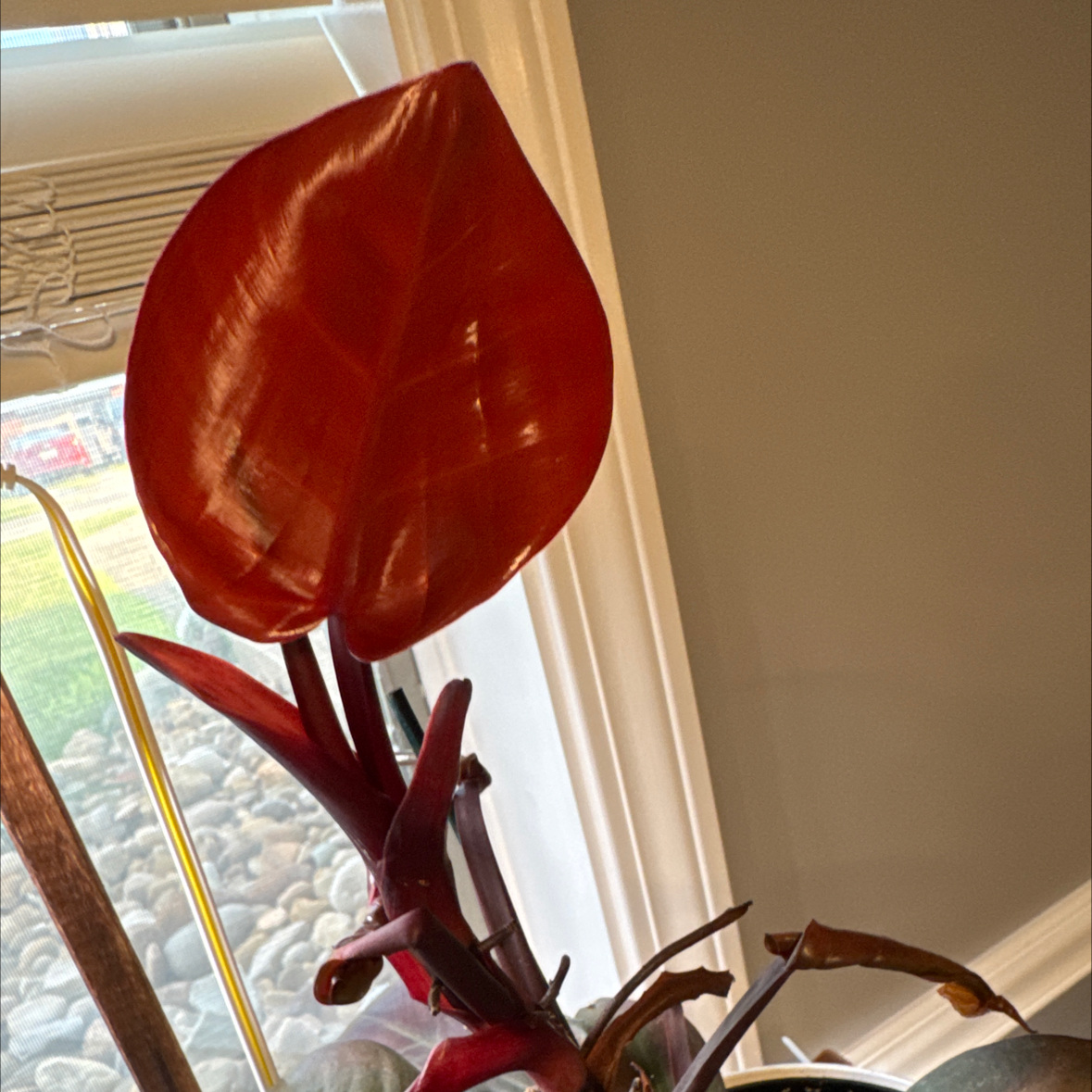 Photo of the plant species Philodendron New Red by @BuffCaperspurge named Rainier on Greg, the plant care app