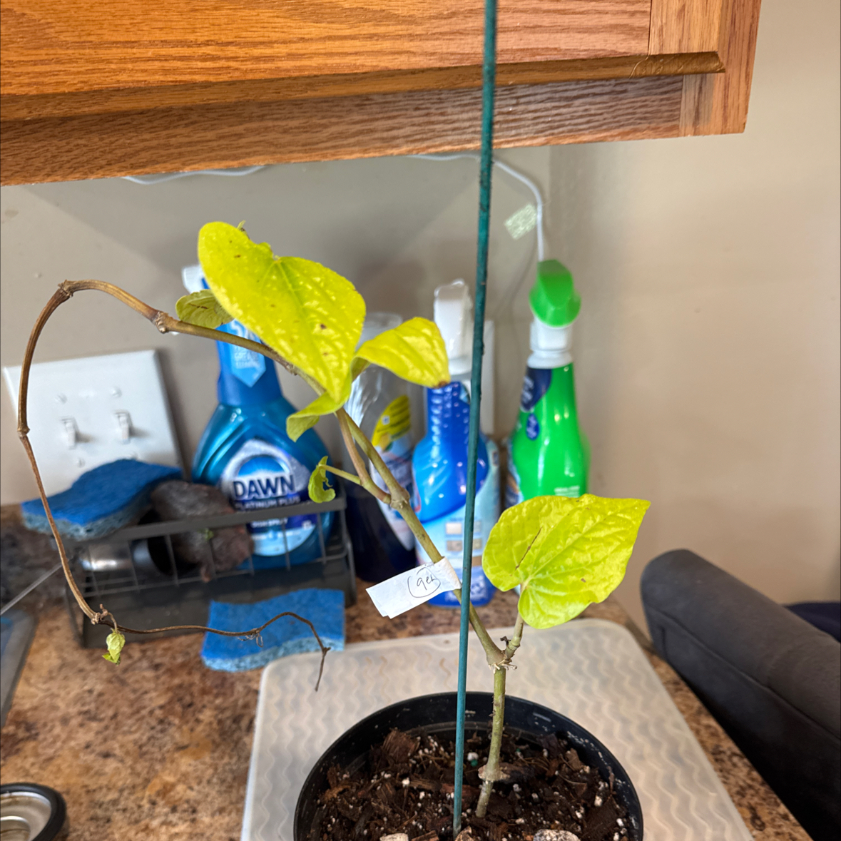 Photo of the plant species Betel by @BuffCaperspurge named Savior on Greg, the plant care app