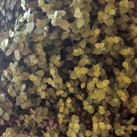 Photo of the plant species Turtle Vine 'Pink Lady' by @ProTwister78 named Gobi on Greg, the plant care app