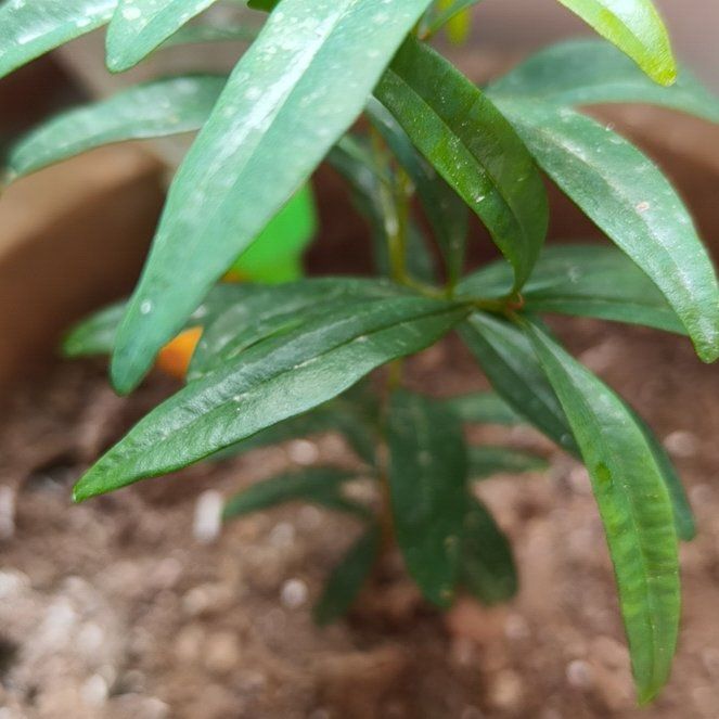 Photo of the plant species Shrubby Yellowcrest by @YernPatchouli51 named Plato on Greg, the plant care app