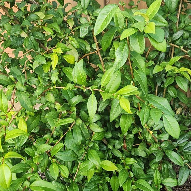 Photo of the plant species Japanese Flowering Quince by @RousingCosmo74 named Flowering Quince on Greg, the plant care app