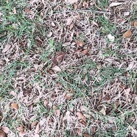 Photo of the plant species Bermuda Grass by @IconKawaka72 named McKinley on Greg, the plant care app