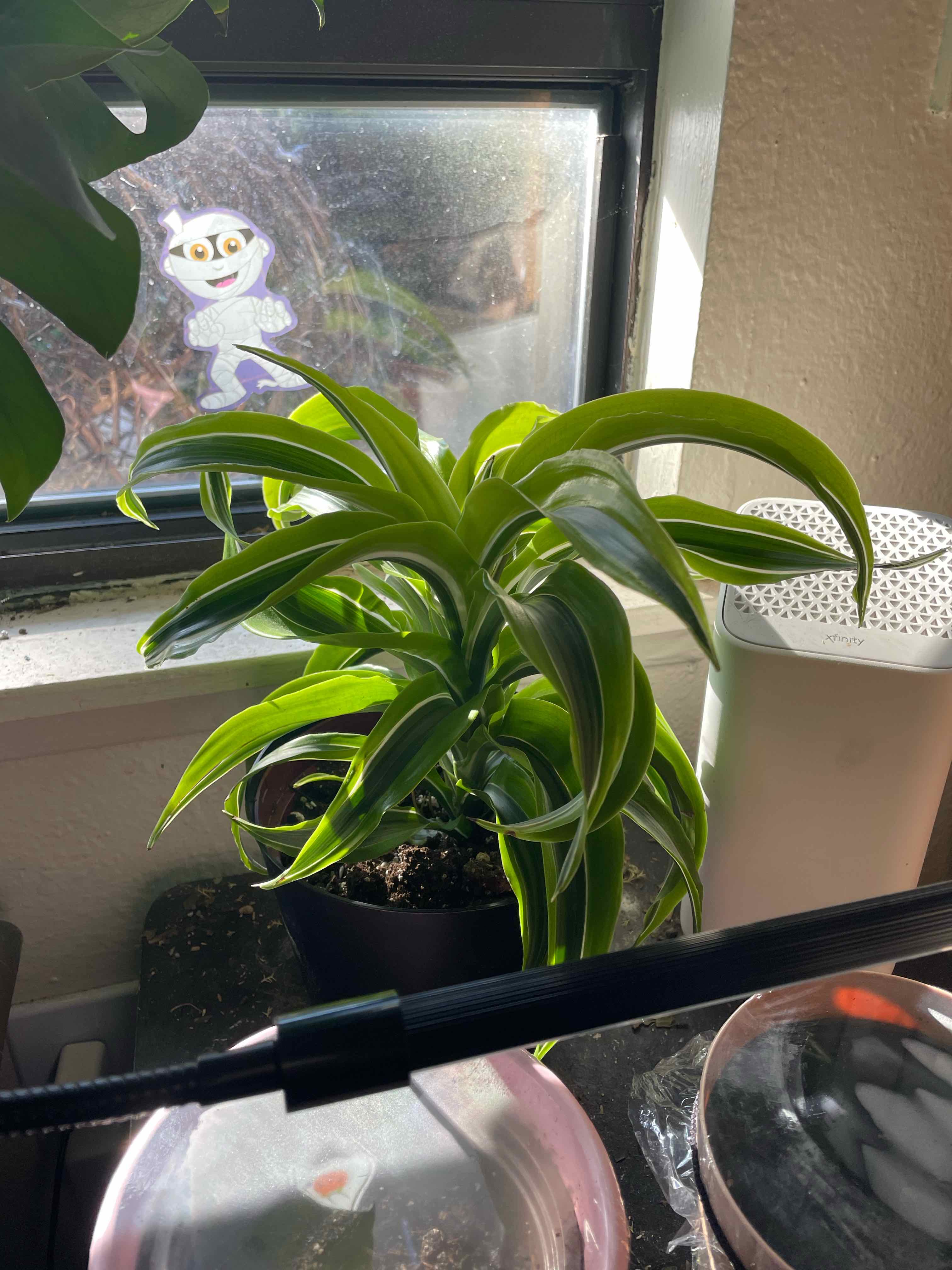 Lemon Surprise Snake Plant near a window with vibrant green leaves and visible soil.