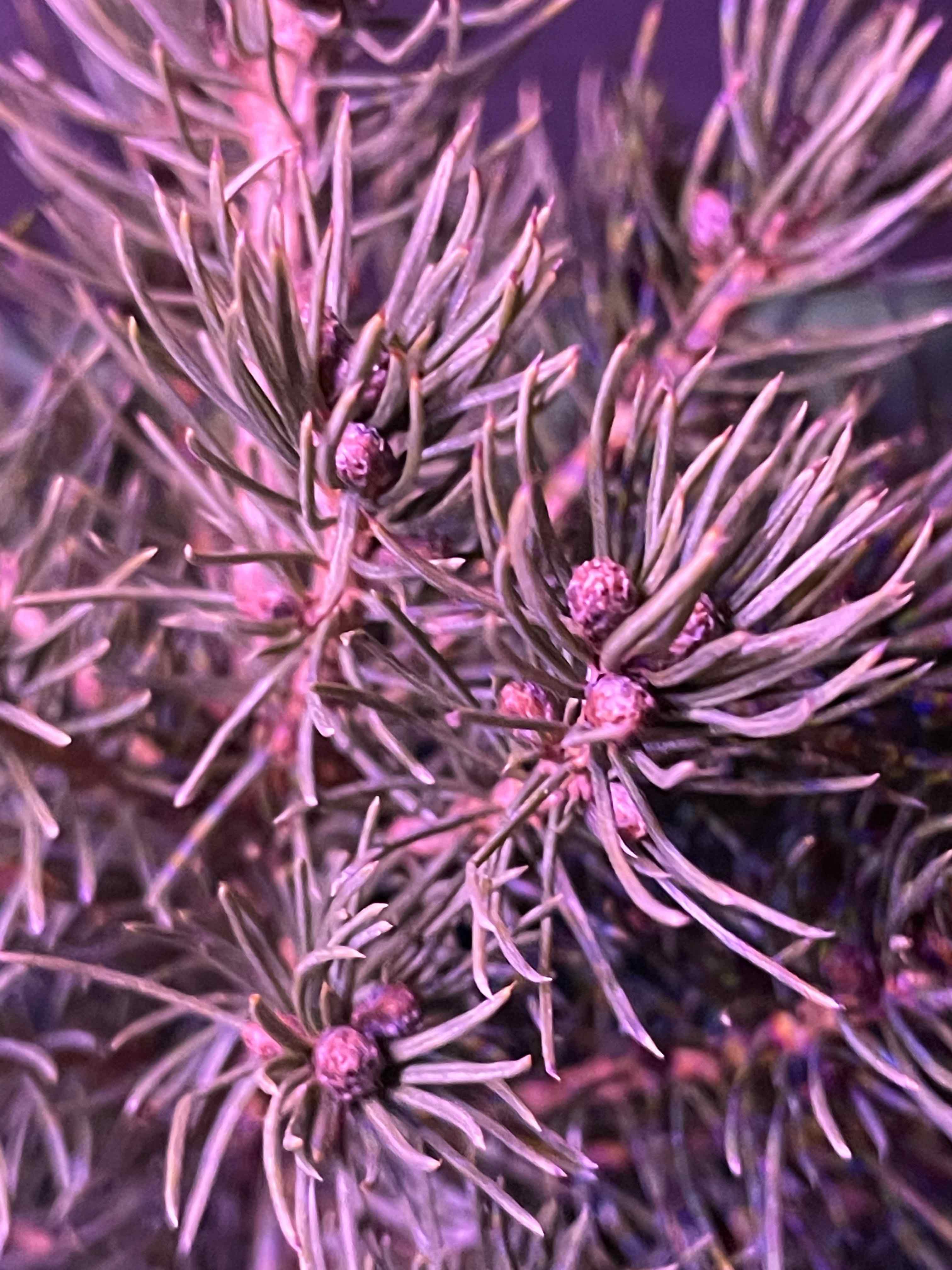 Close-up of a healthy Dwarf Alberta Spruce with detailed focus on needles and buds.