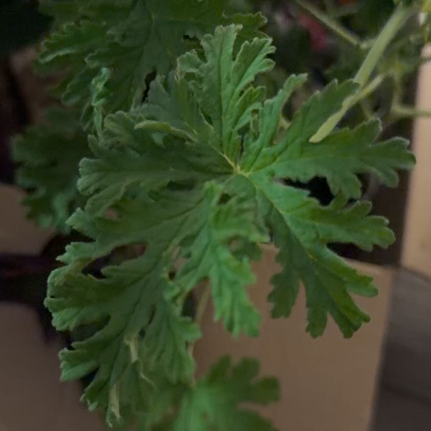 Photo of the plant species Sweet Scented Geranium by @LuxuryDisphyma3 named Navajo on Greg, the plant care app