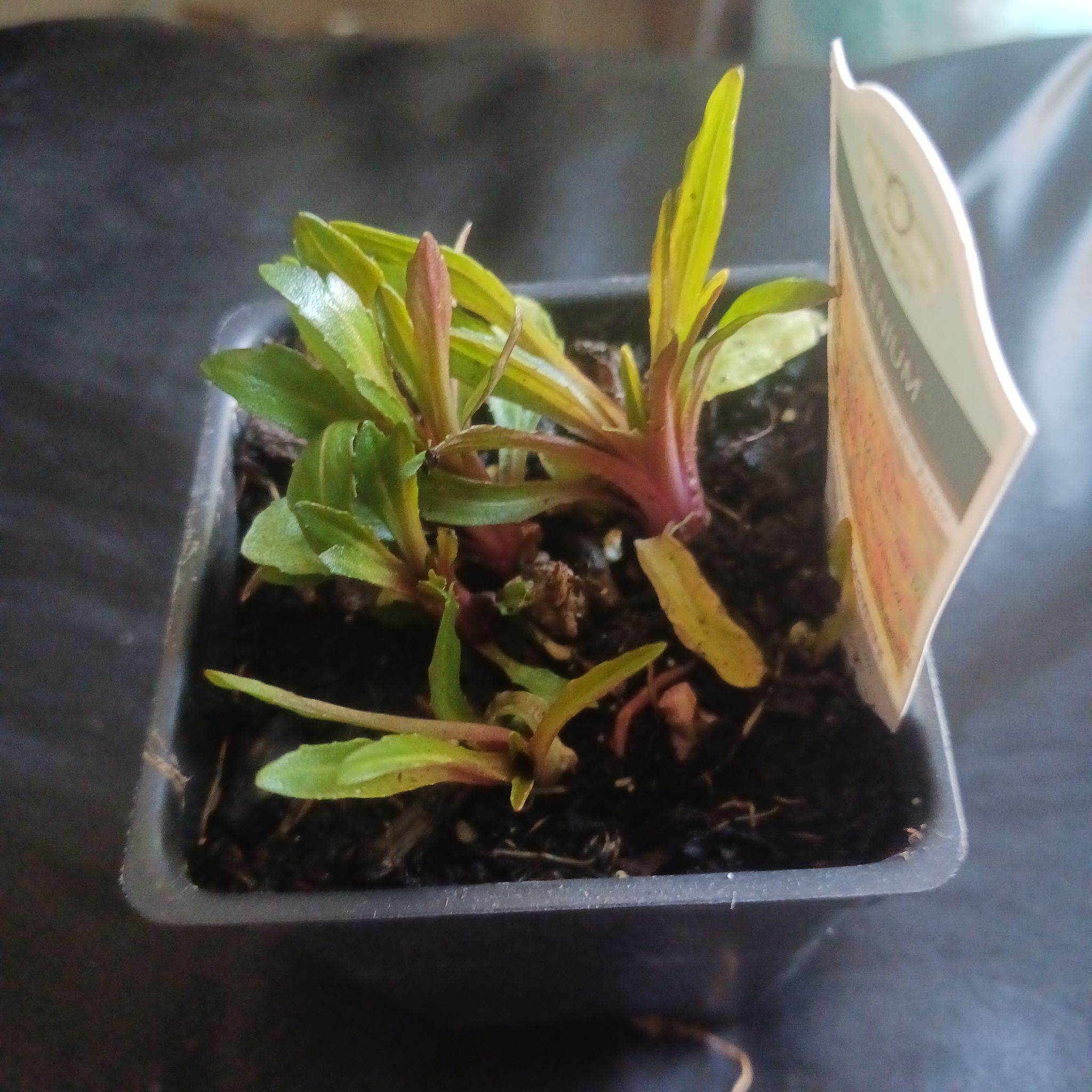 Photo of the plant species Helenium 'Fuego' by @KeenJicaro93 named Aria on Greg, the plant care app
