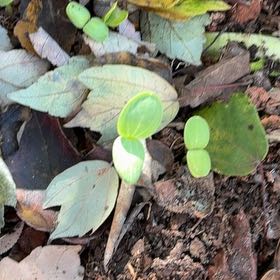 Photo of the plant species Tulip Poplar by @CasualClusia33 named Plato on Greg, the plant care app
