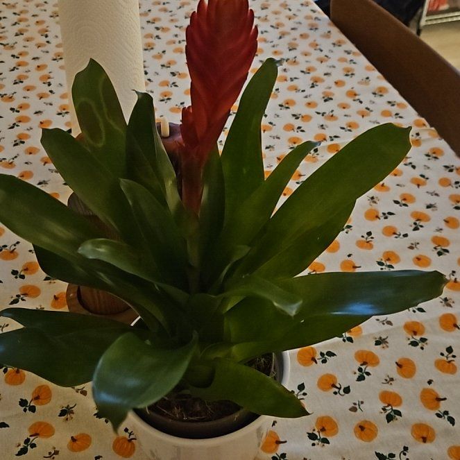Photo of the plant species Vriesea 'Kallisto' by @ZanyHoupara5 named Marilyn on Greg, the plant care app