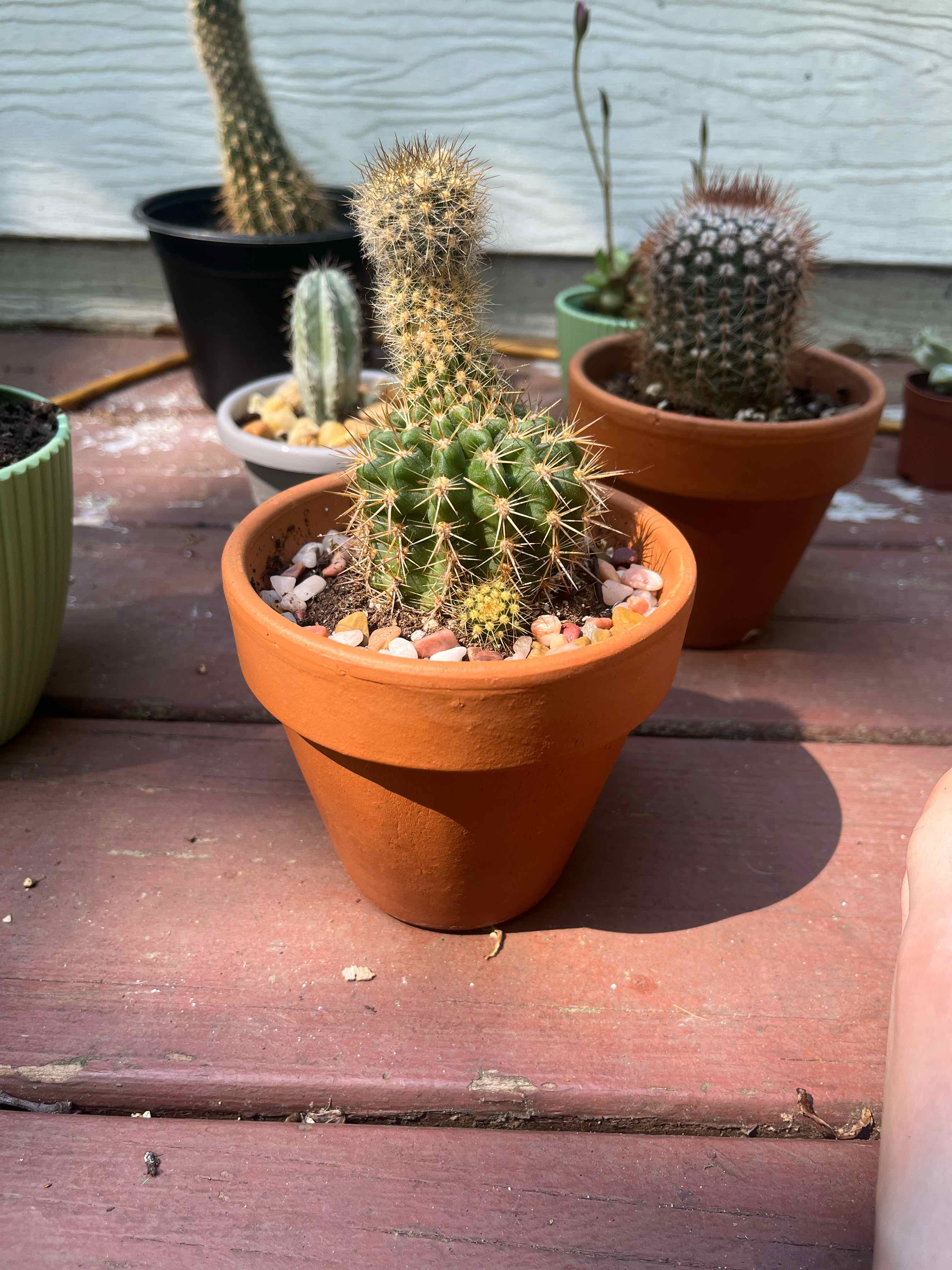 Potted Golden Torch cactus on a wooden surface with other potted plants in the background.