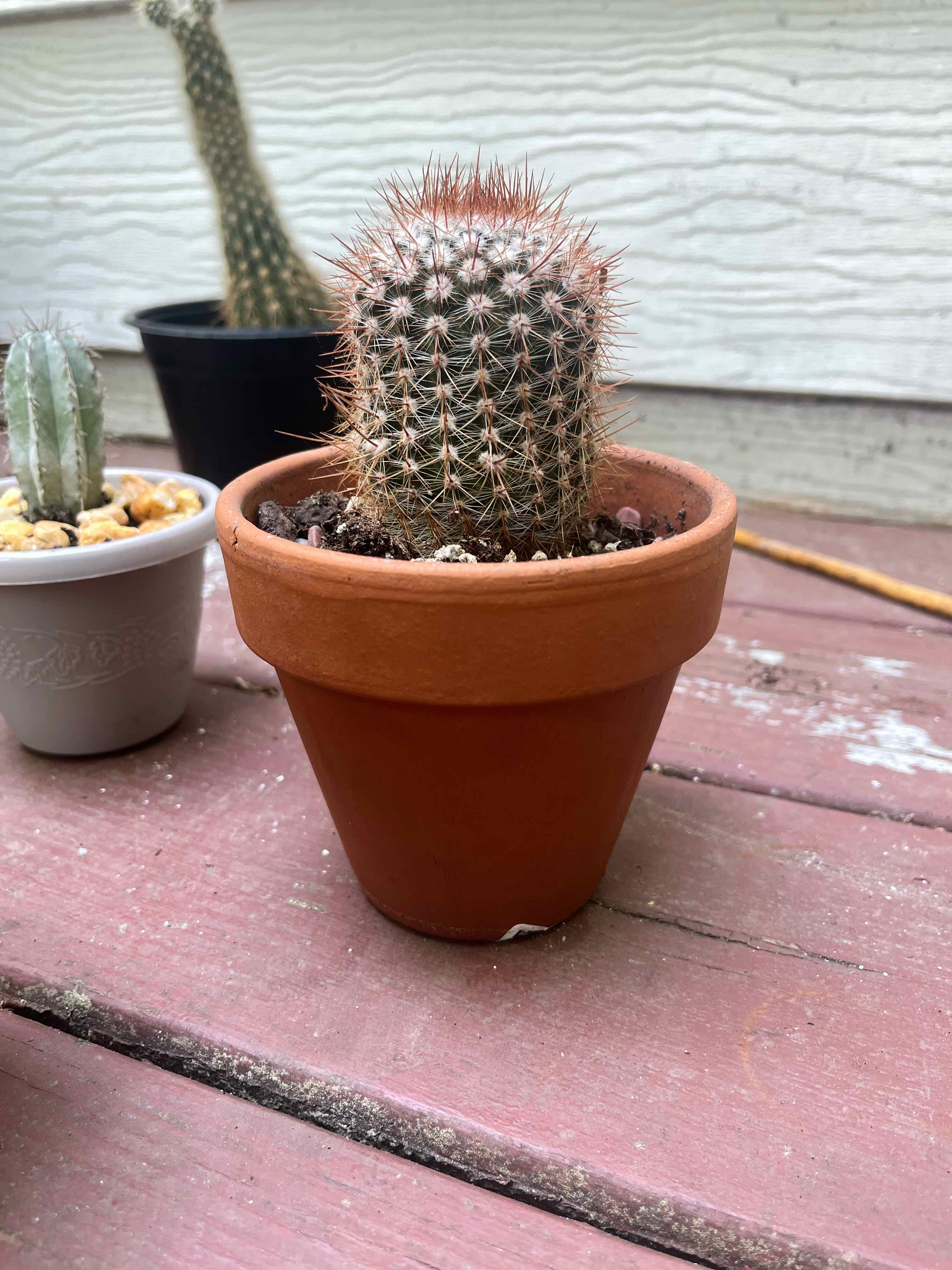 Potted Parodia x erubescens cactus on a wooden surface, with soil visible.