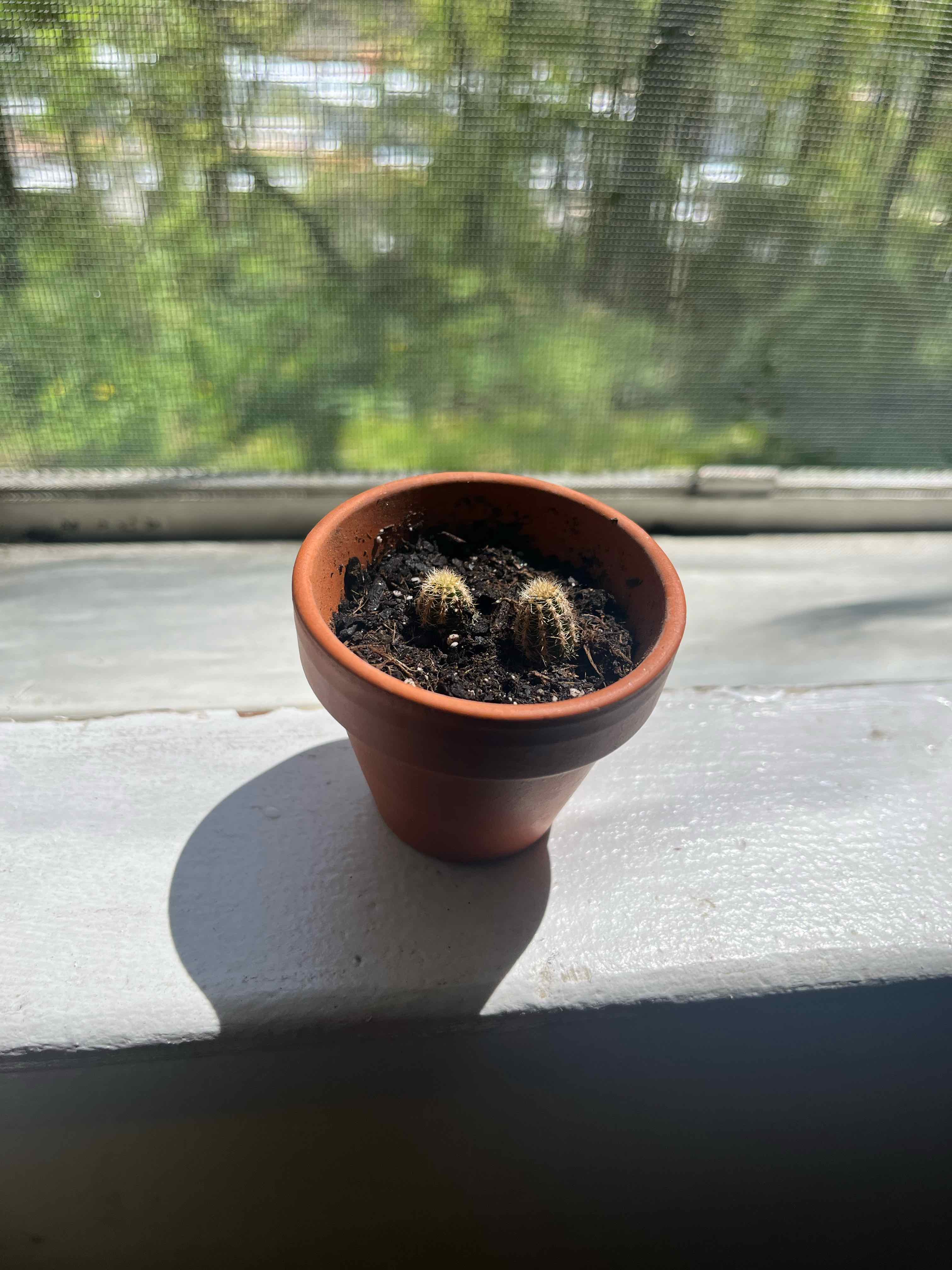 Small Peanut Cactus in a pot on a windowsill with greenery visible outside.