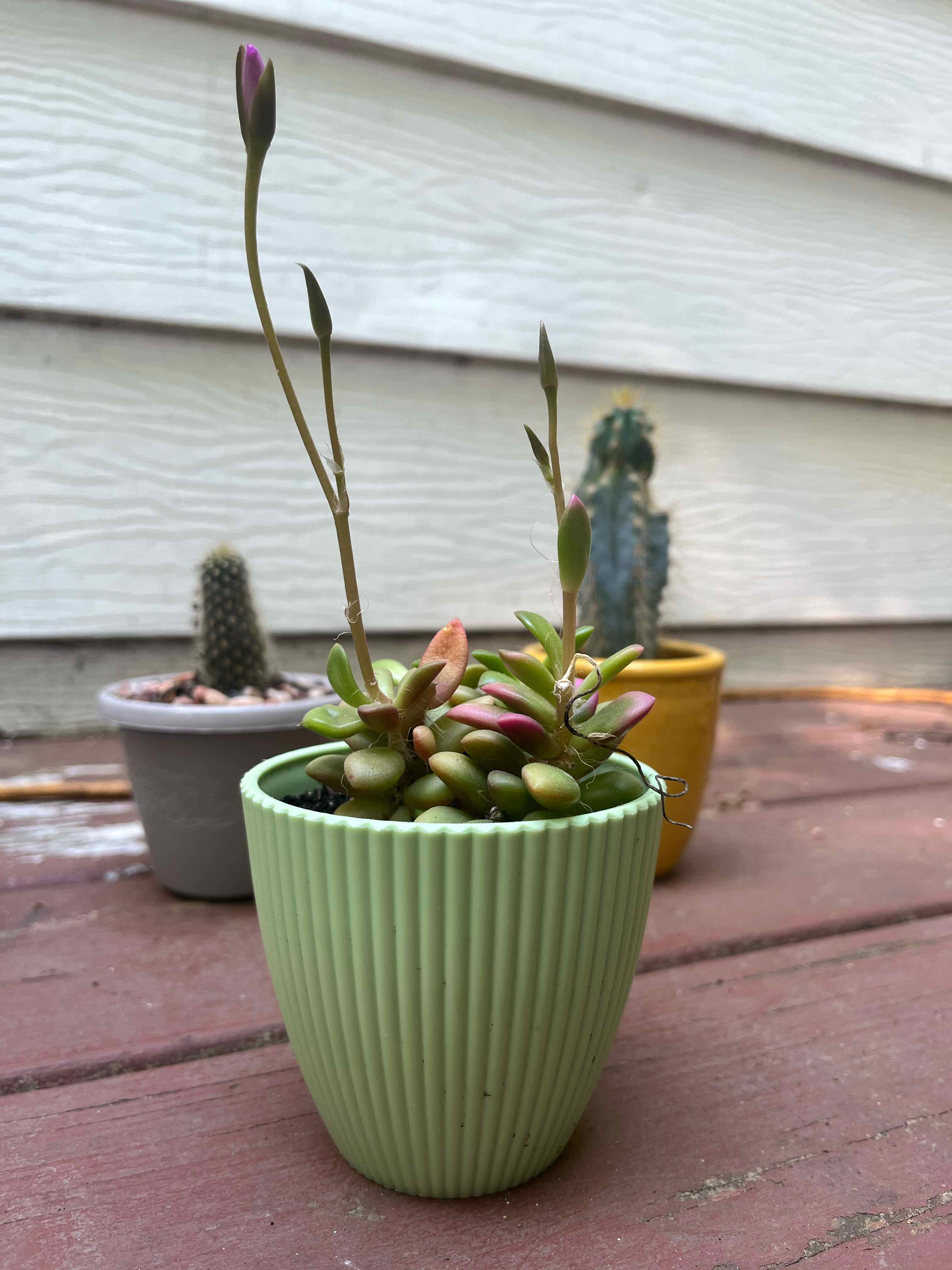 Potted Sand Rose plant with two other potted plants in the background.