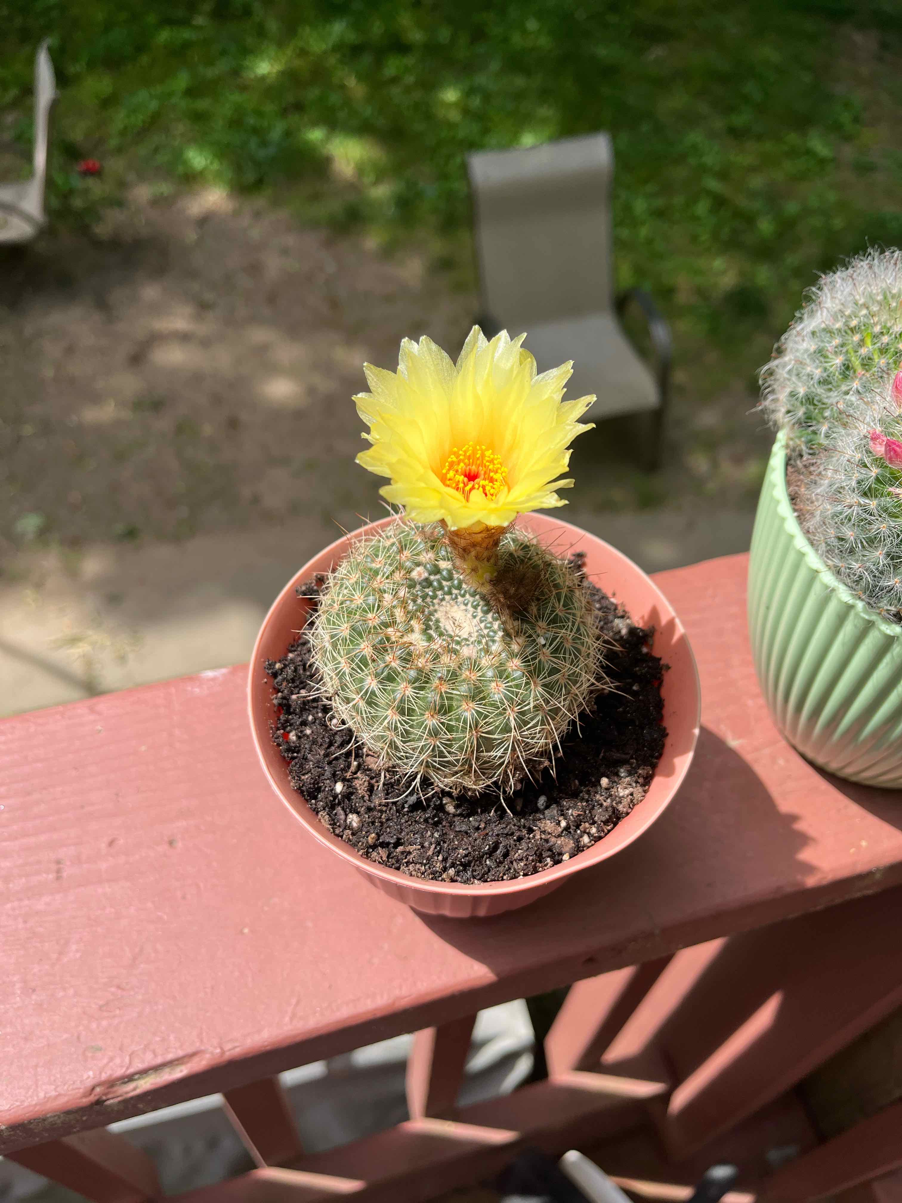 Photo of the plant species notocactus concinnus by @Crazycactuslady named Sahara on Greg, the plant care app