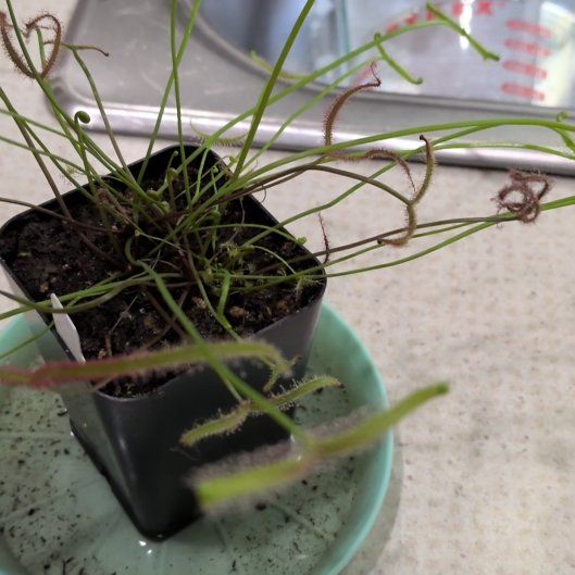 Photo of the plant species Forked Sundew by @HunkyGreen31 named Kobe on Greg, the plant care app