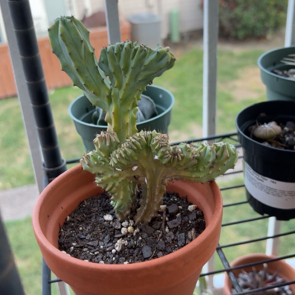 Photo of the plant species Crested Myrtillocactus by @FabBogbean53 named Sonora on Greg, the plant care app