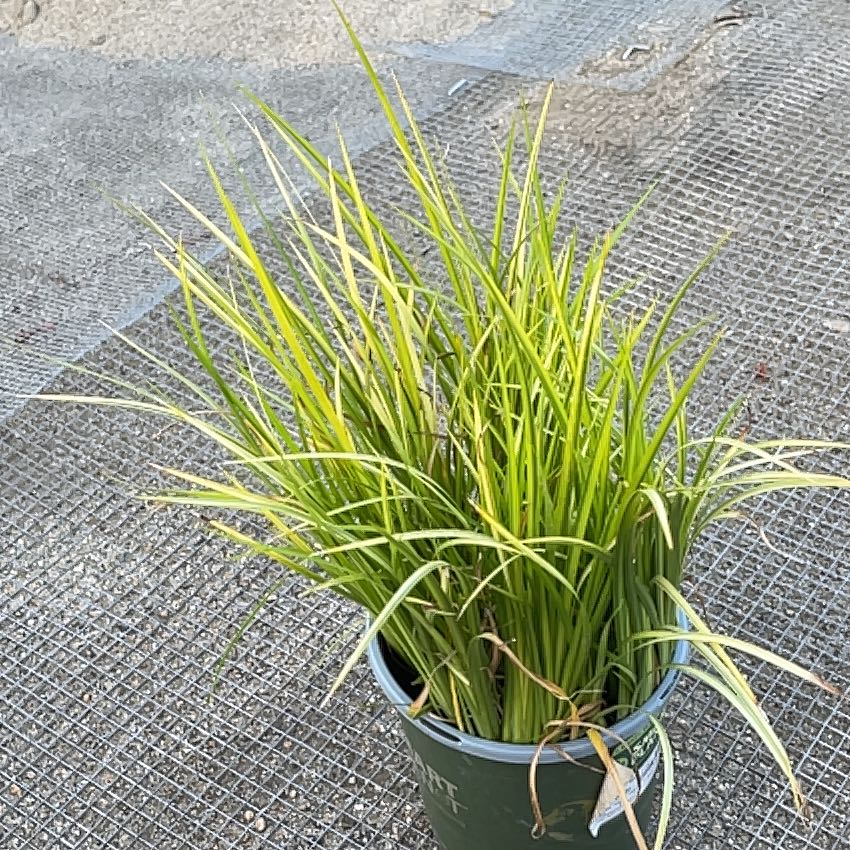 Photo of the plant species Acorus gramineus 'Pusillus Minimus Aureus' by @CalmBasil84 named Einstein on Greg, the plant care app