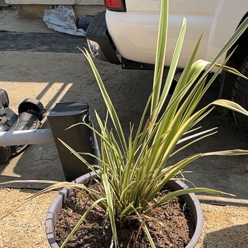 Photo of the plant species New Zealand Flax by @CalmBasil84 named Beckham on Greg, the plant care app