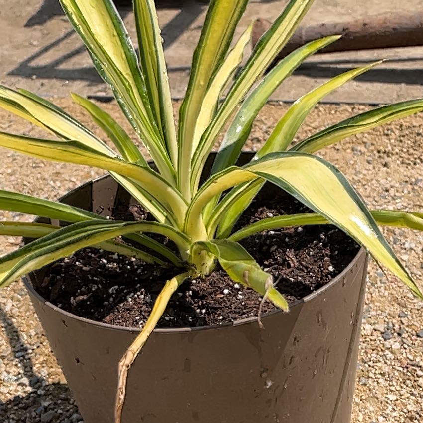 Photo of the plant species Spanish Dagger by @CalmBasil84 named da Vinci on Greg, the plant care app