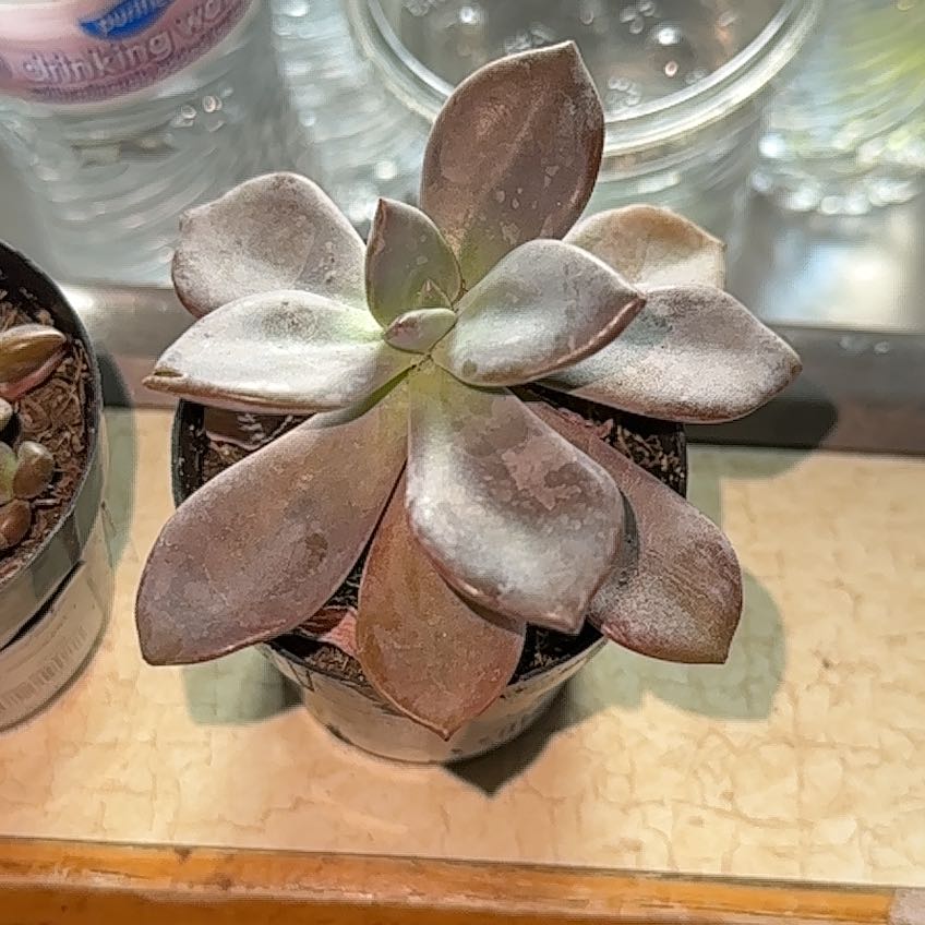 Photo of the plant species Graptoveria 'Jacaranda' by @GhostGirl named Elle on Greg, the plant care app
