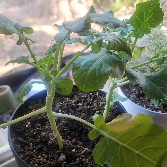 Photo of the plant species Broccoli 'Green Magic' by @YardSoursop23 named Bieber on Greg, the plant care app
