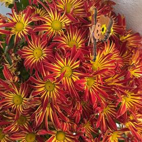 Photo of the plant species Pelee Mum by @PetiteBaibua51 named Bella on Greg, the plant care app