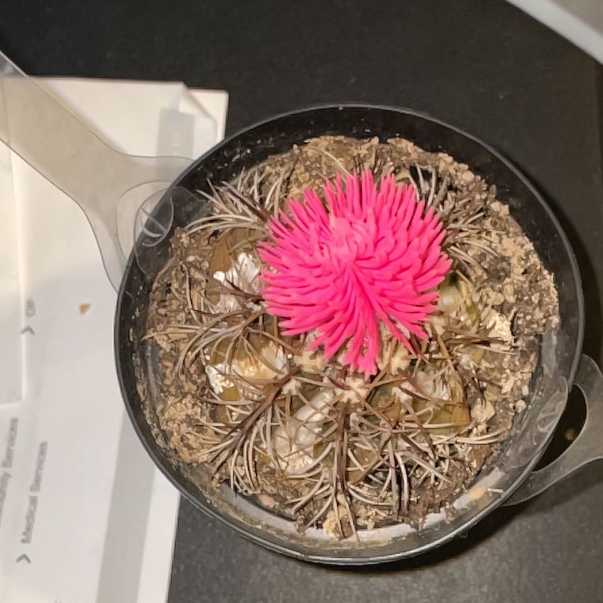 Photo of the plant species Eagle Claw by @DiversePandan40 named Madonna on Greg, the plant care app