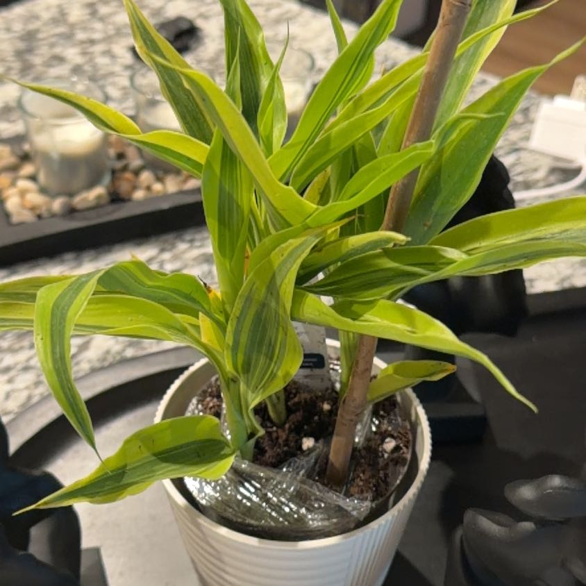 Photo of the plant species Dracaena Sanderiana 'White Ribbon' by @LoyalFlaxsilk30 named Foxxy on Greg, the plant care app
