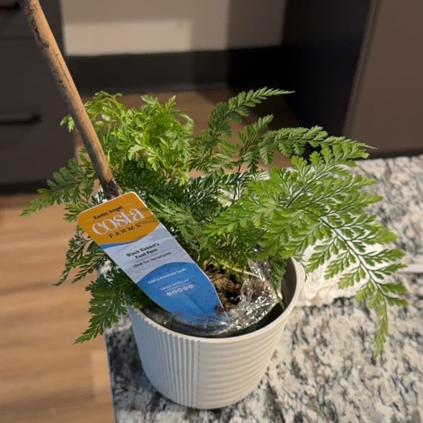 Photo of the plant species Black Rabbit's Foot Fern by @LoyalFlaxsilk30 named Orlando Bloom on Greg, the plant care app