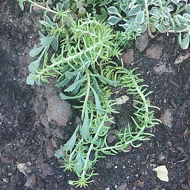 Photo of the plant species Sea Fennel by @AlertKale34 named Zeus on Greg, the plant care app