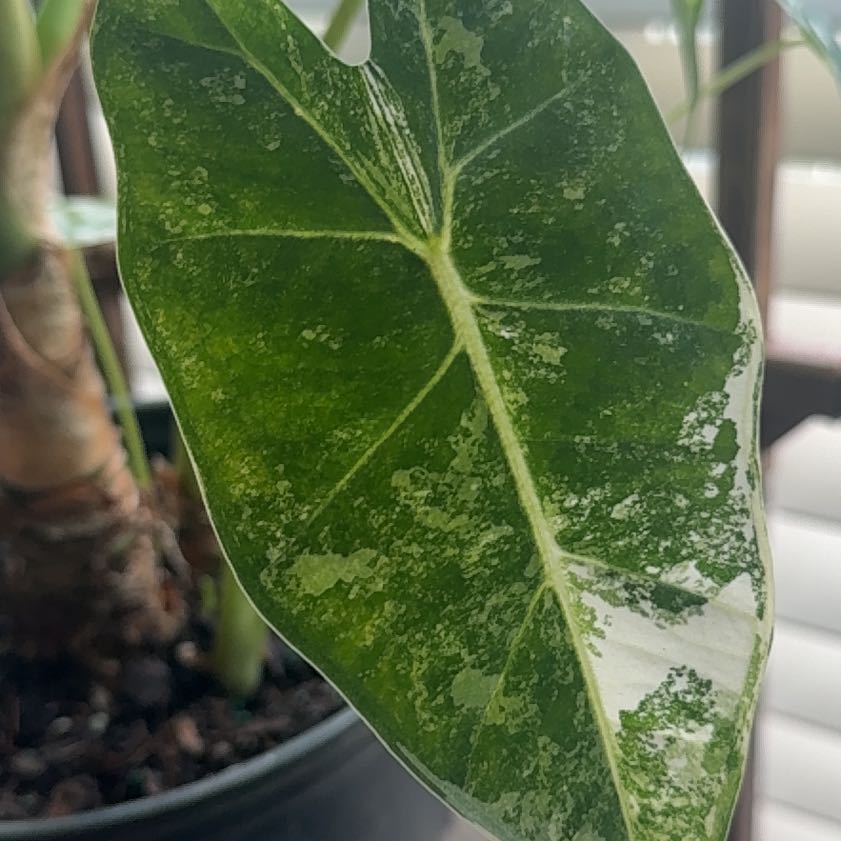 Photo of the plant species Alocacia Frydek Variagated by @Lexishafer91 named da Vinci on Greg, the plant care app