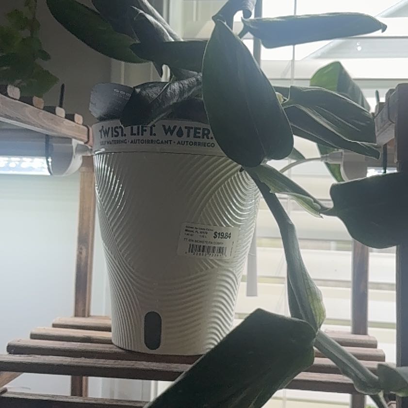 Photo of the plant species Cobra Monstera by @Lexishafer91 named Walt on Greg, the plant care app