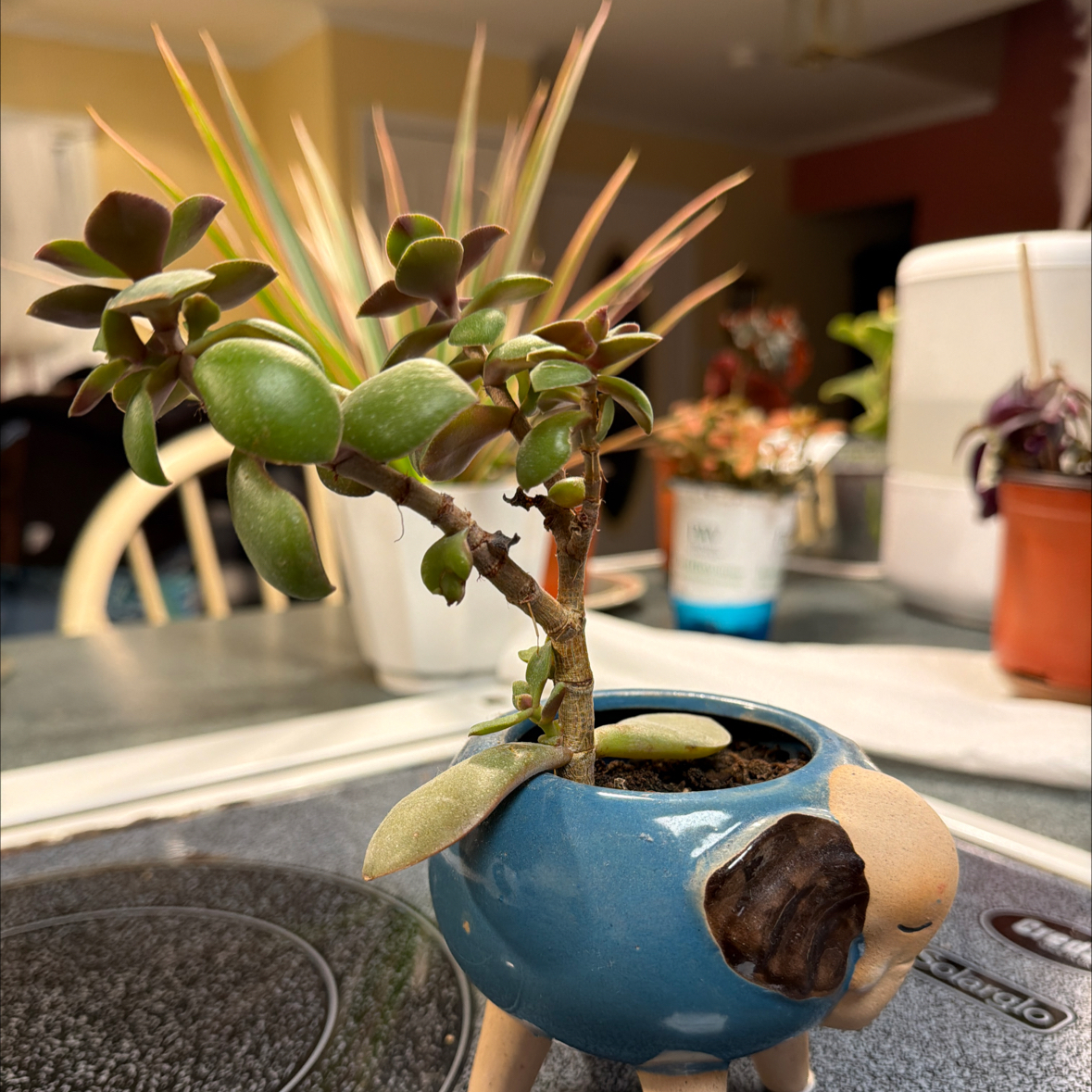 Photo of the plant species Elephant Bush Lilliput by @scarlettswebb named Peanut on Greg, the plant care app
