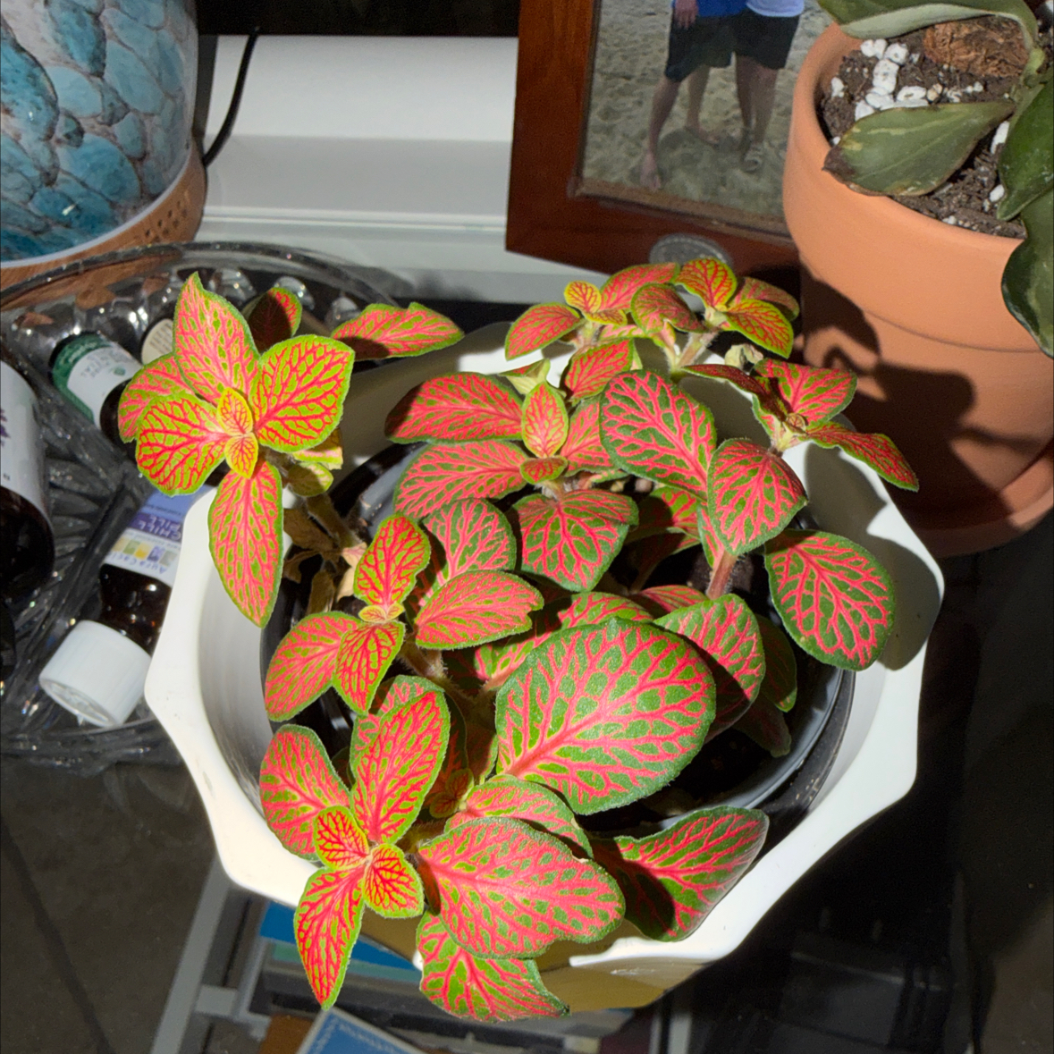 Photo of the plant species Nerve Plant by @scarlettswebb named Nerf on Greg, the plant care app