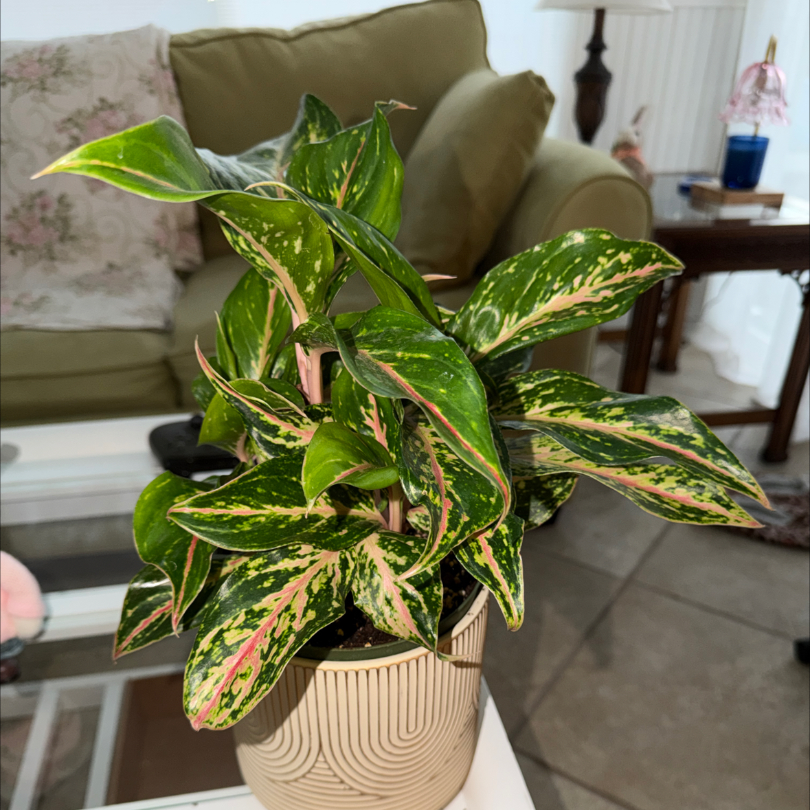 Photo of the plant species Pink Chinese Evergreen by @scarlettswebb named Pax on Greg, the plant care app