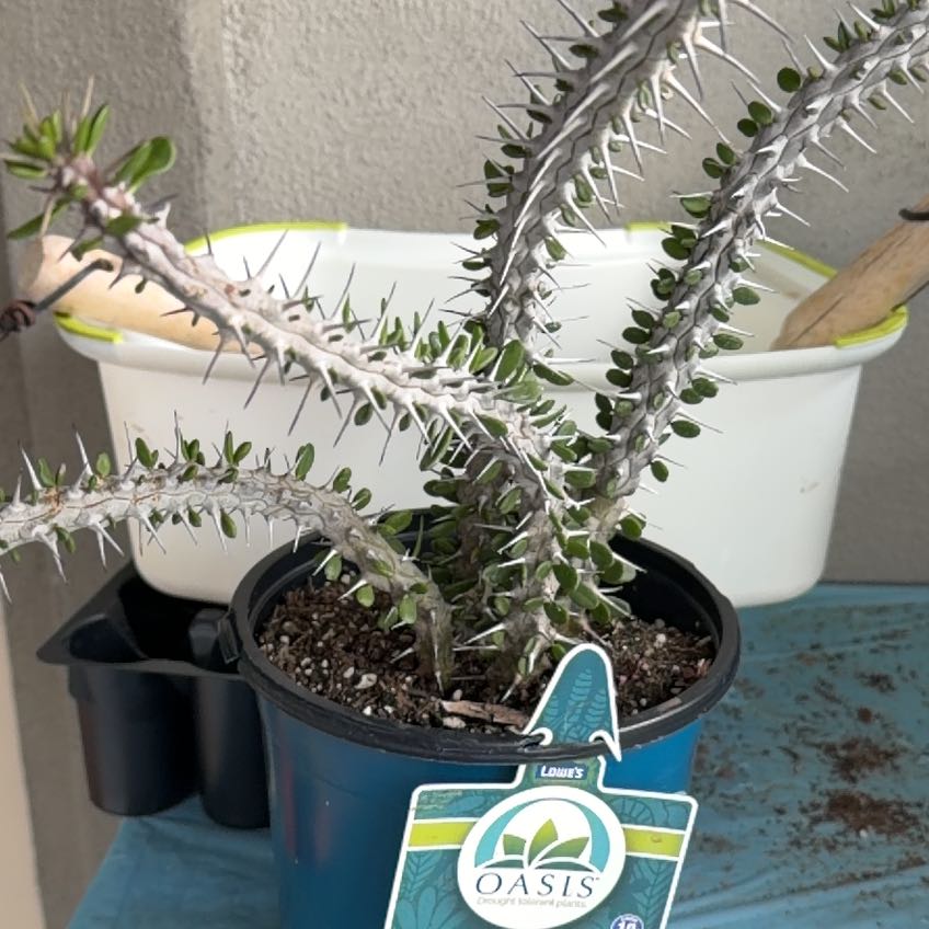 Photo of the plant species False ocotillo by @ArtisanSalal45 named McKinley on Greg, the plant care app