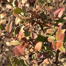 Photo of the plant species Evergreen Huckleberry by @MovingRedash64 named Baesil on Greg, the plant care app