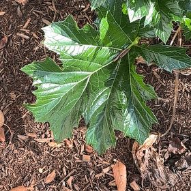 Photo of the plant species Bear's Breeches by @MovingRedash64 named Scarlett on Greg, the plant care app