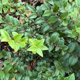 Photo of the plant species Evergreen Huckleberry by @MovingRedash64 named Demi on Greg, the plant care app